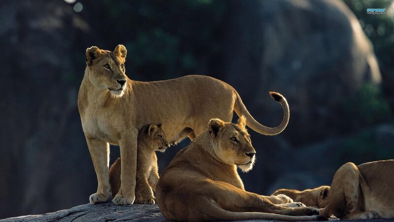 Lionesses and cubs on a rock