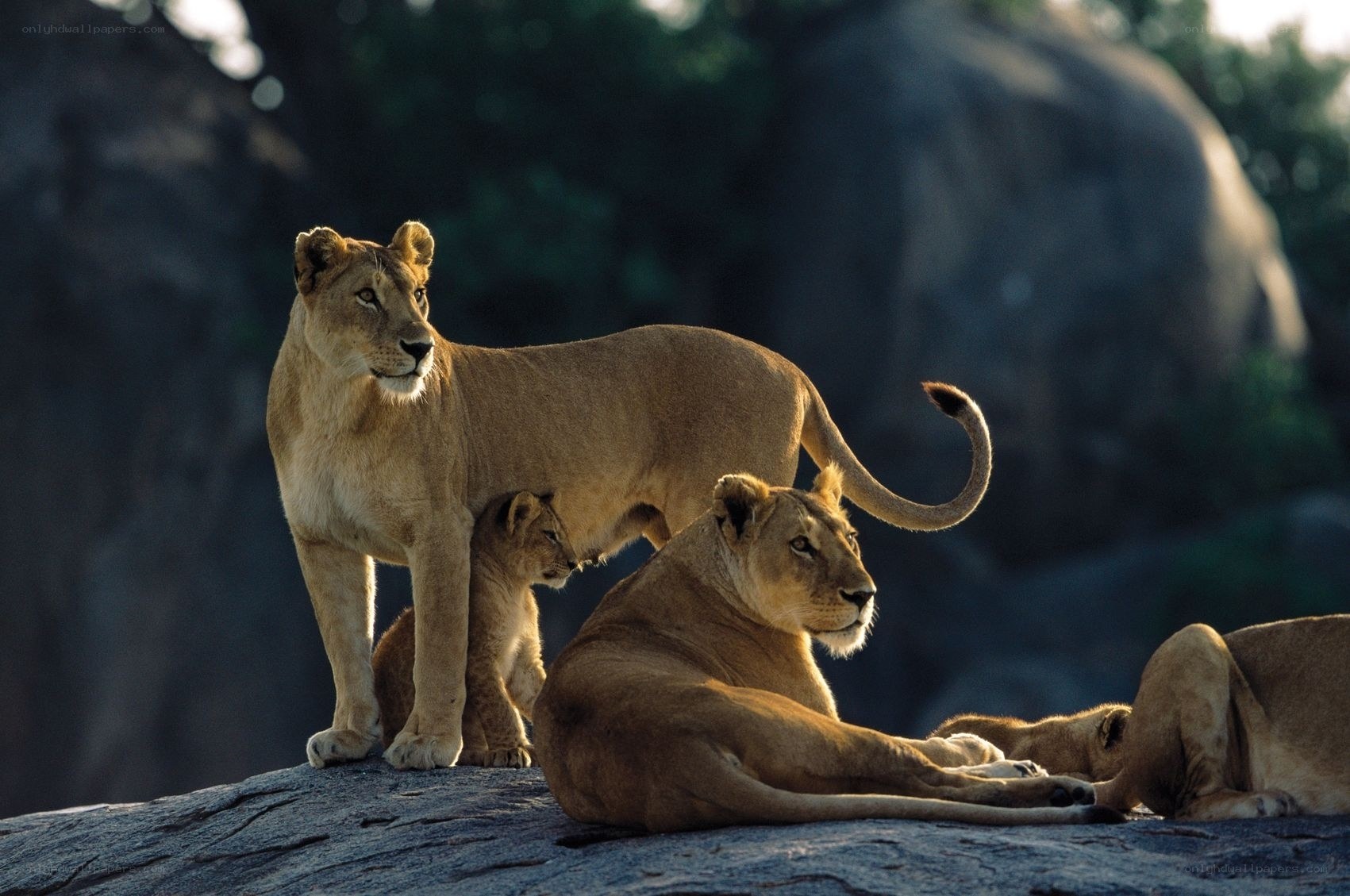 Lionesses and cubs on a rock