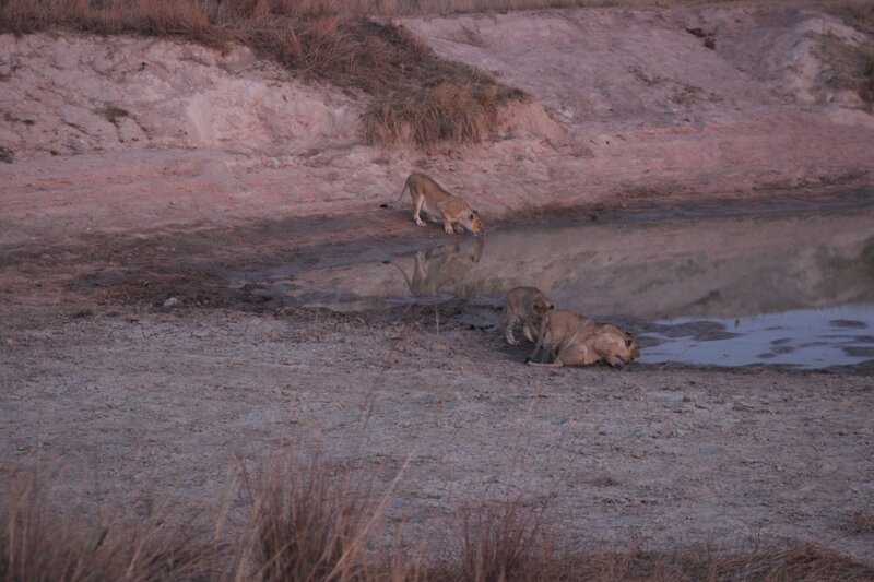 Lionesses at Waterhole