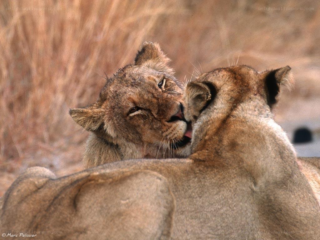 Lionesses grooming each other