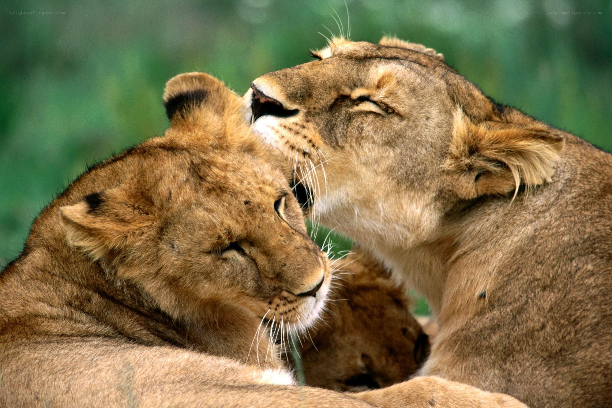 Lionesses grooming each other