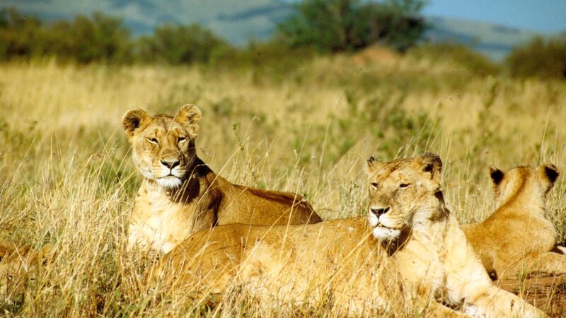 Lionesses in Grass — Brown