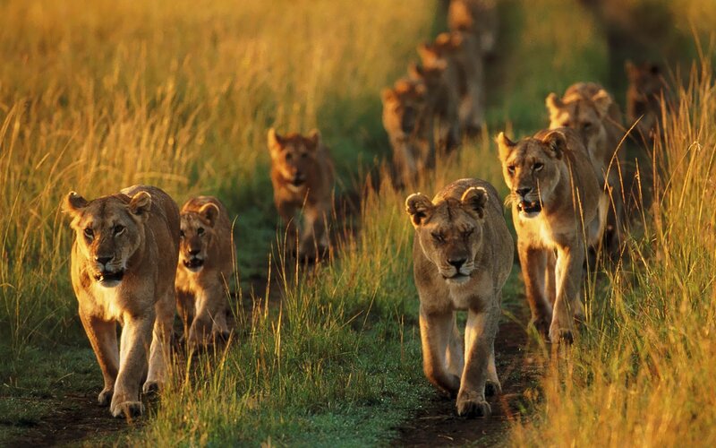 Lionesses in Grass — Golden