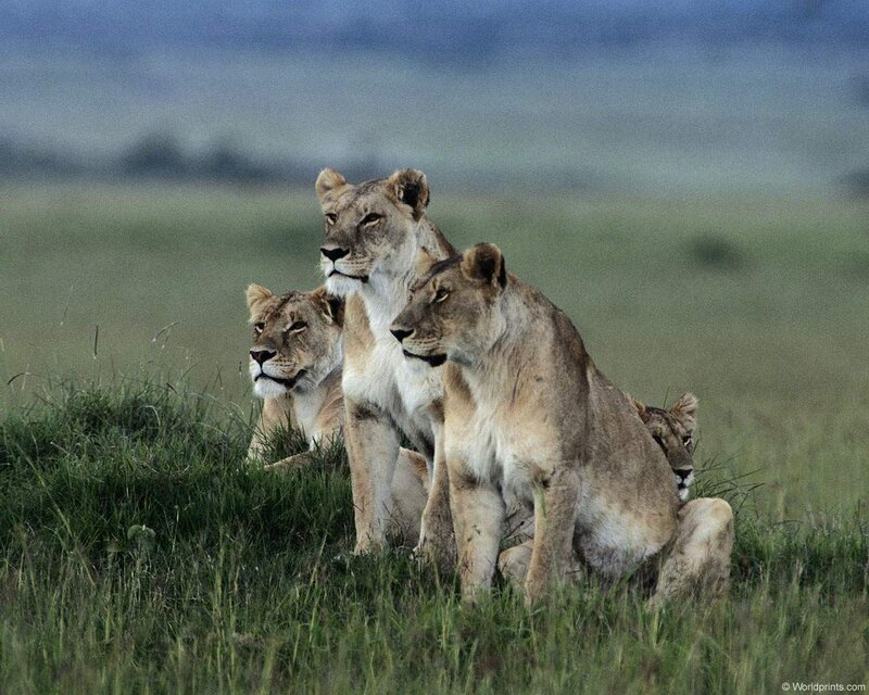Lionesses in Grass — Green, Calm