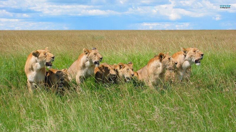 Lionesses in Grass — Green