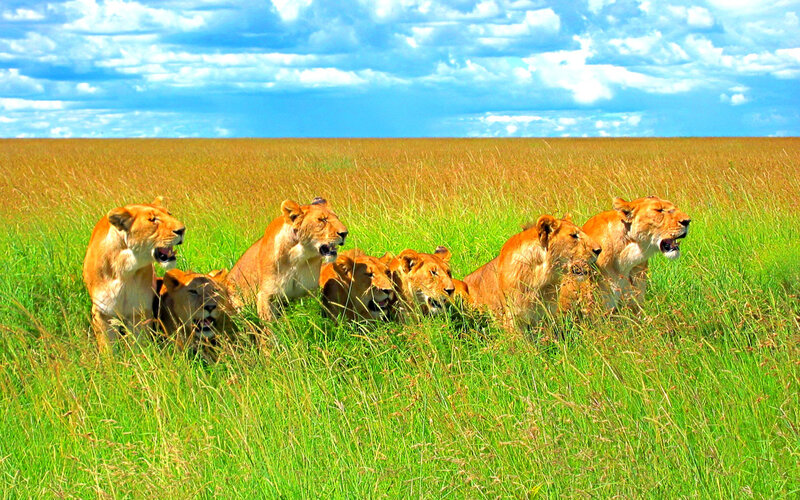 Lionesses in Grass