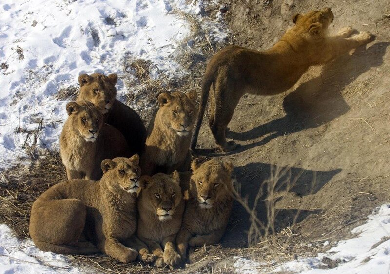 Lionesses in Snow