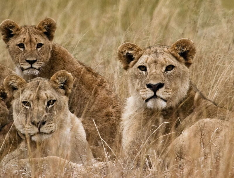 Lionesses in tall grass