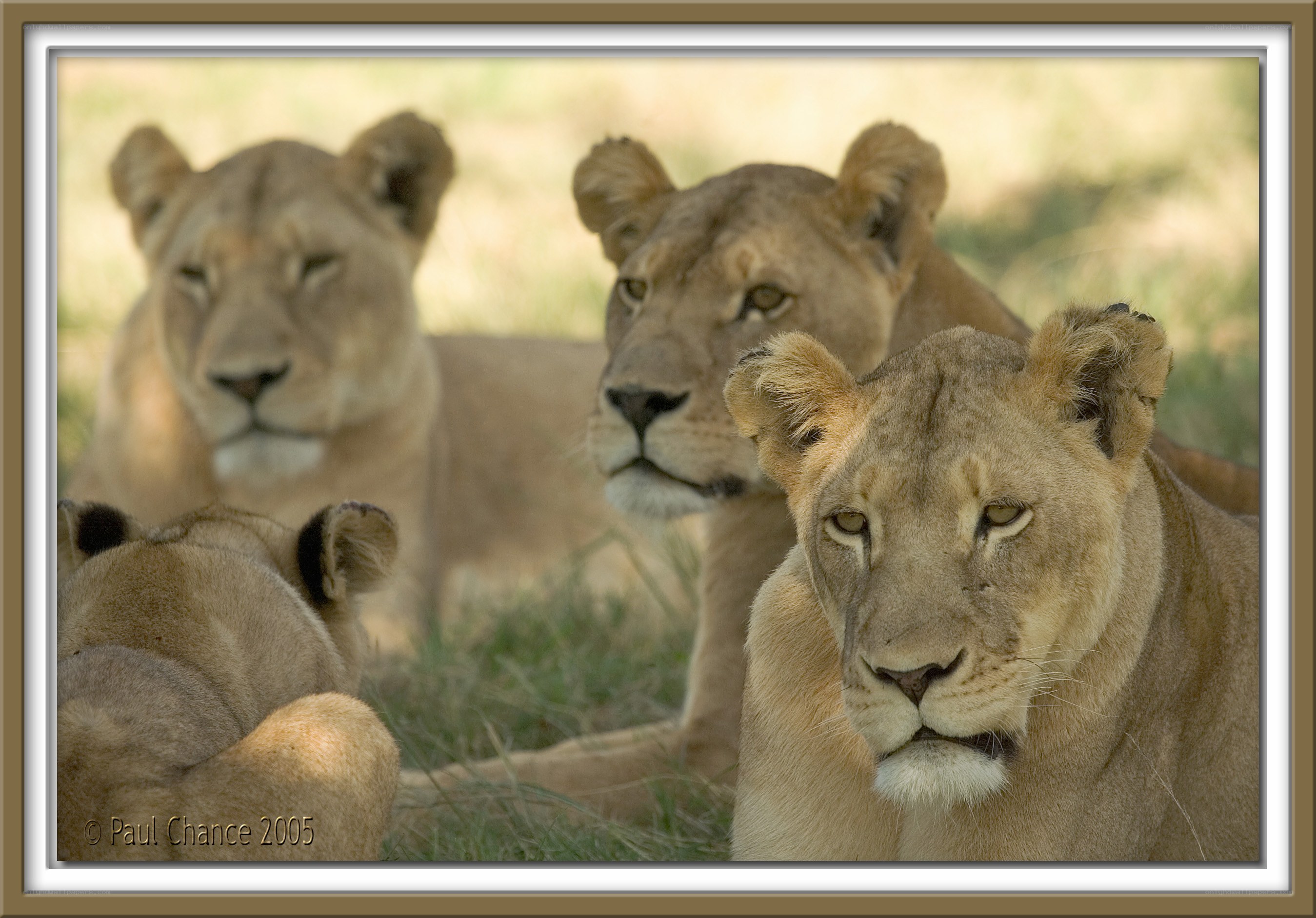 Lionesses in the savanna