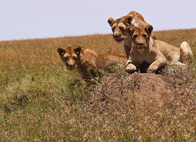 Lionesses on a mound