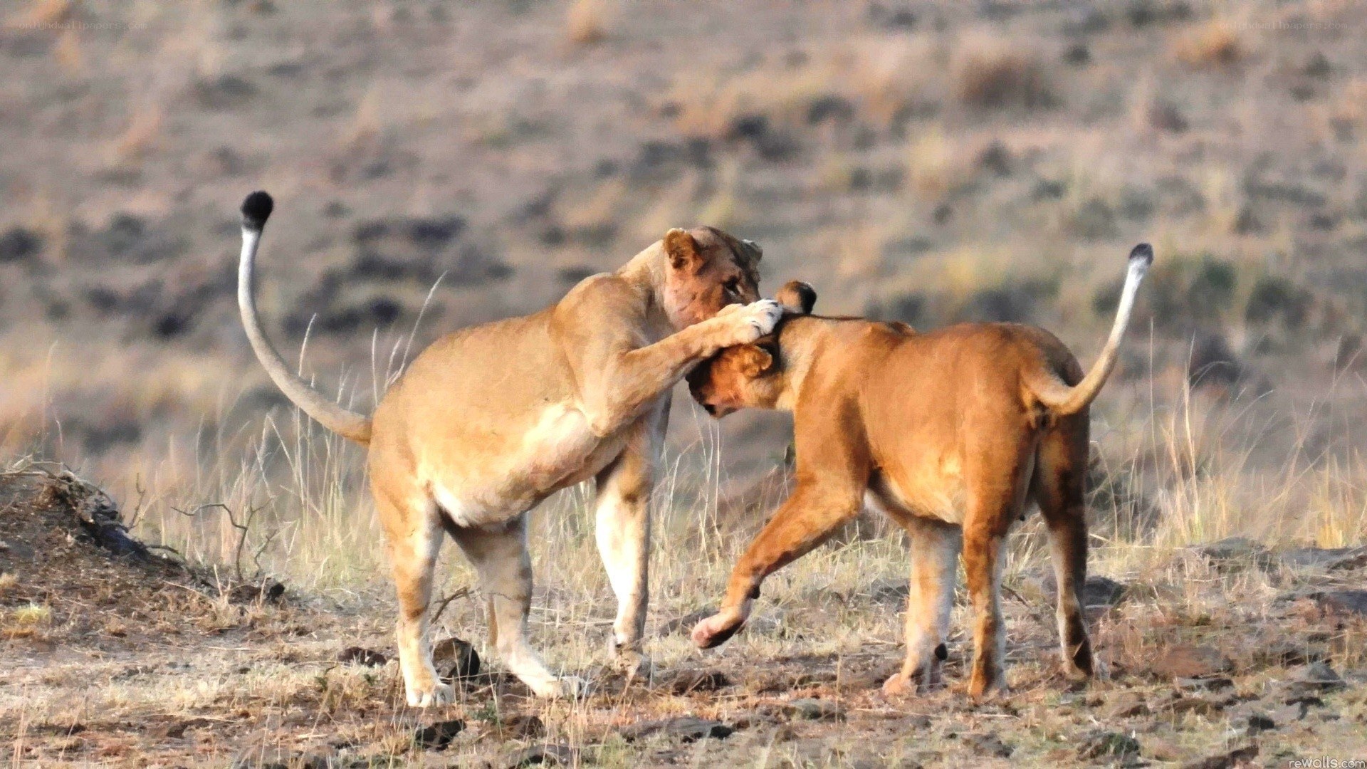 Lionesses playing in savanna