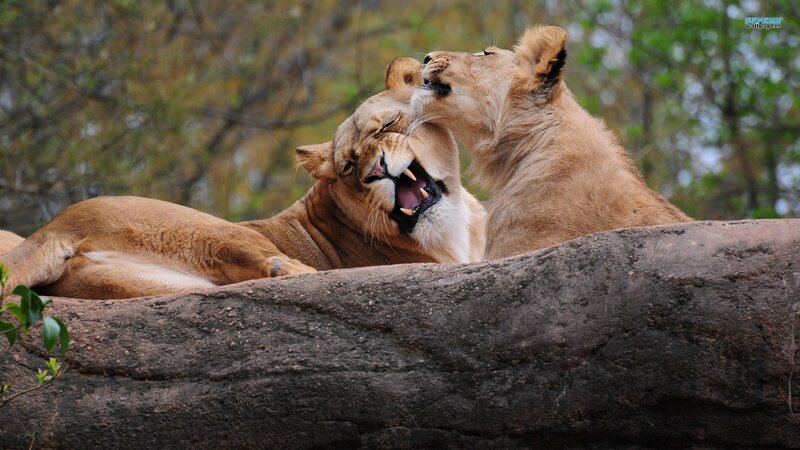 Lionesses playing on a rock