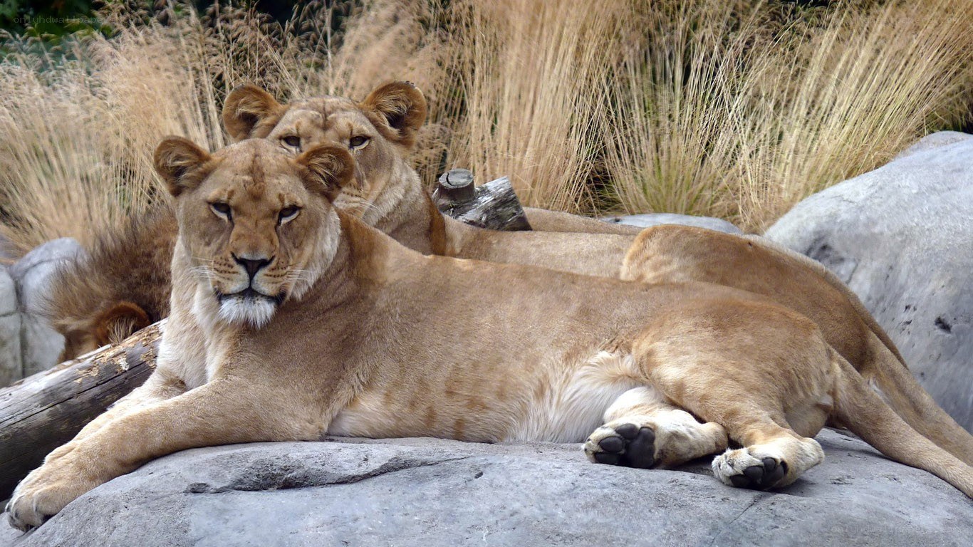 Lionesses resting on a rock