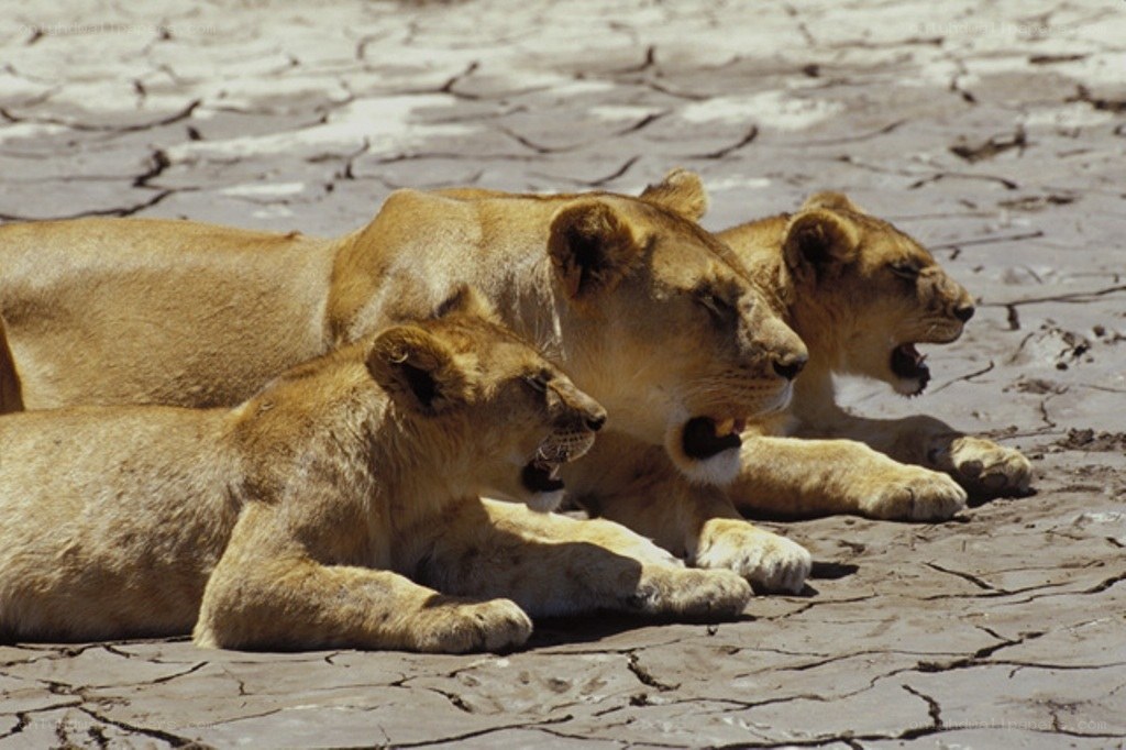 Lionesses resting on dry ground