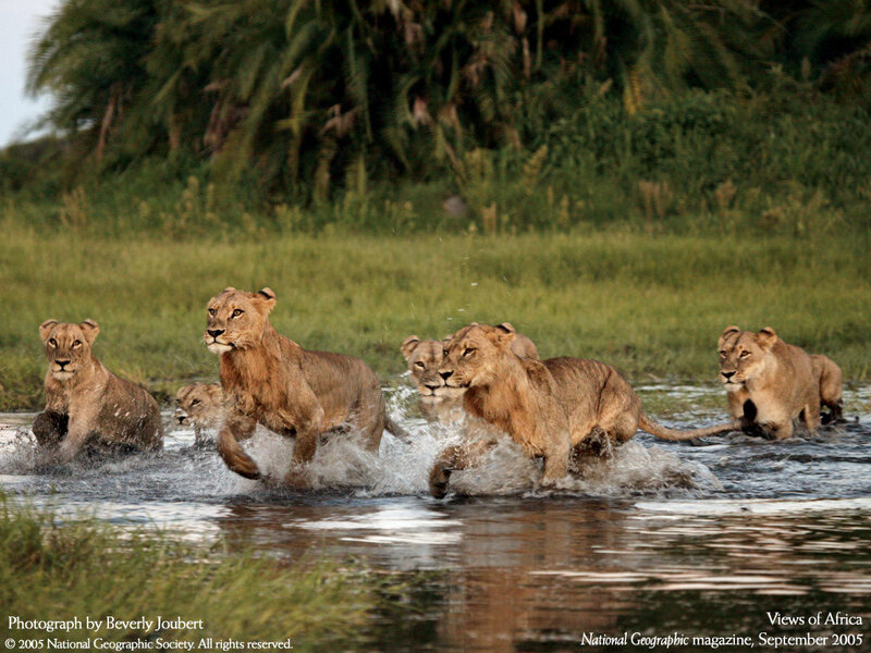Lionesses Running in Water
