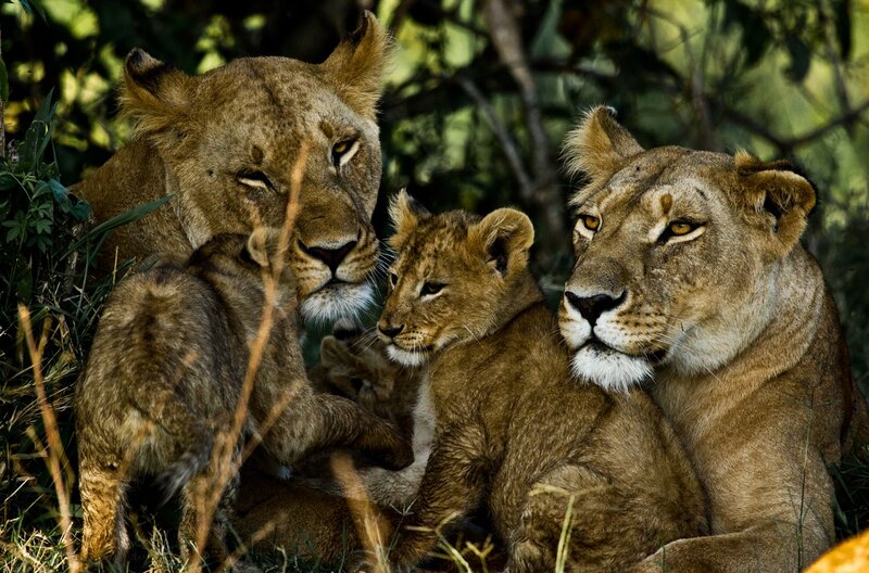 Lionesses with cubs in the wild