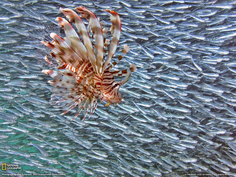 Lionfish among a school of fish