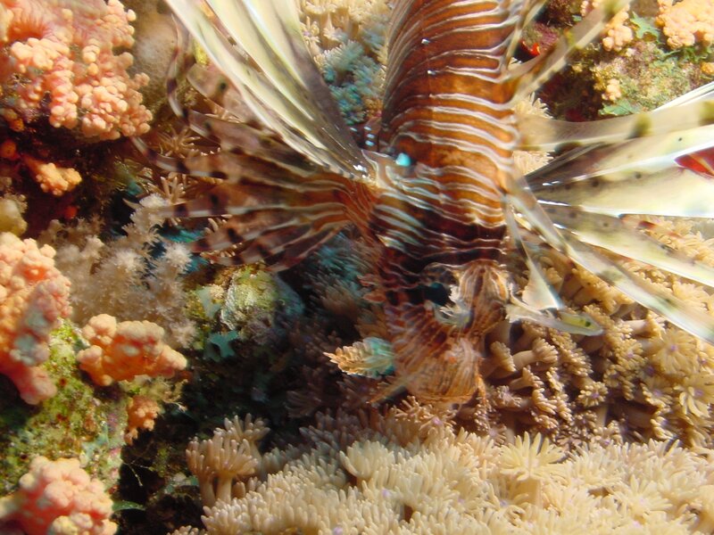 Lionfish among coral reef