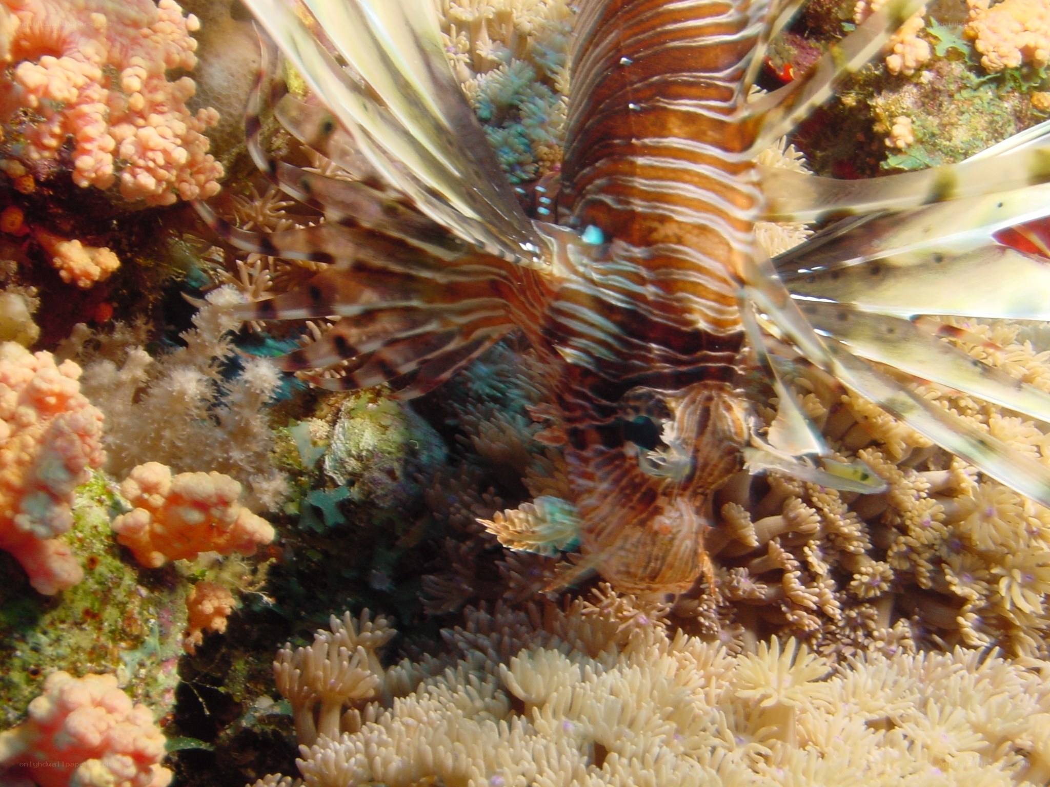 Lionfish among coral reef