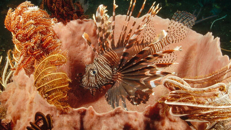 Lionfish among sea fans
