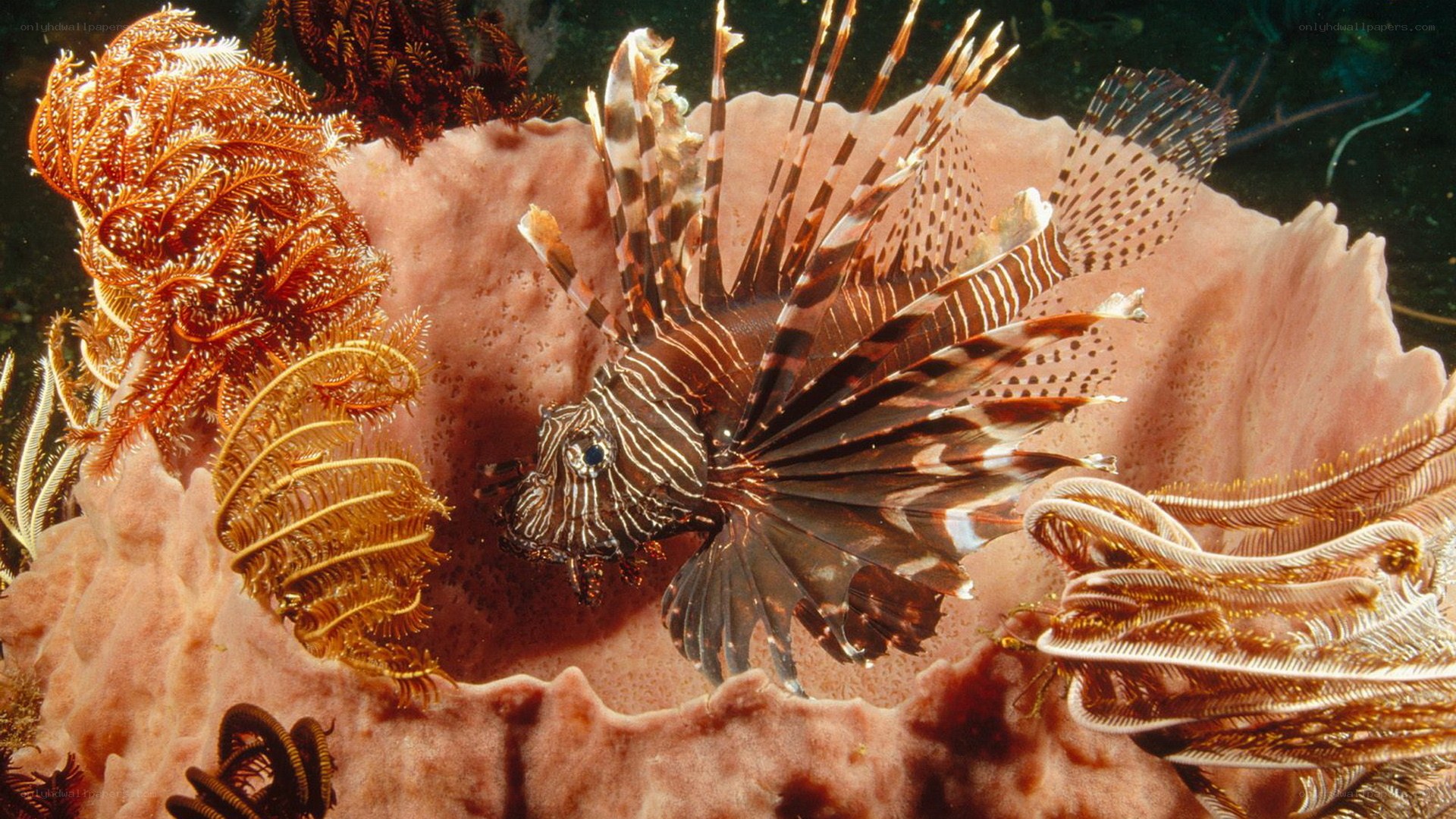 Lionfish among sea fans