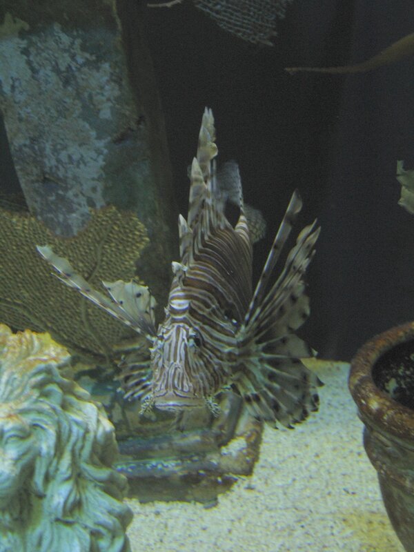 Lionfish in aquarium