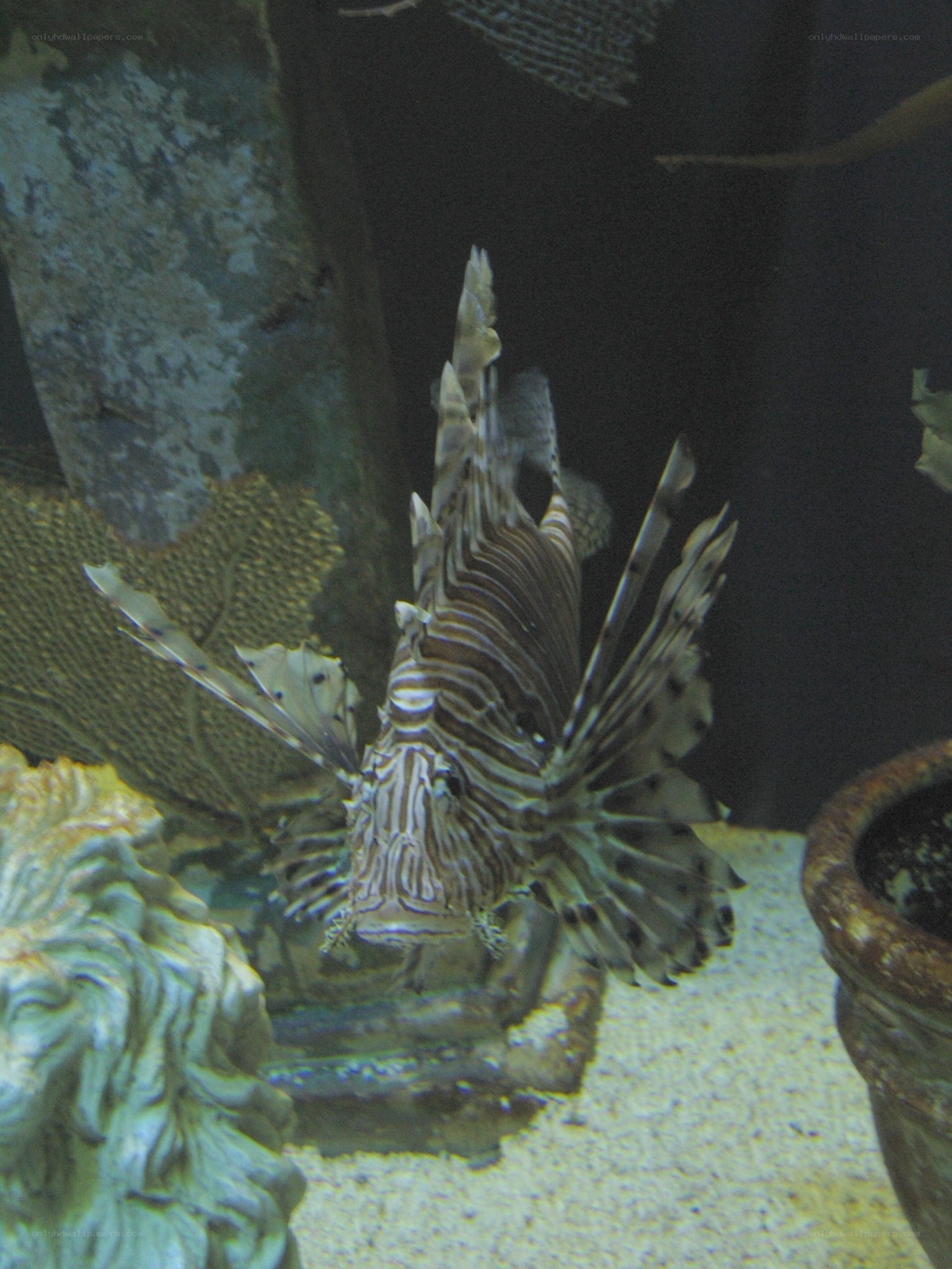 Lionfish in aquarium