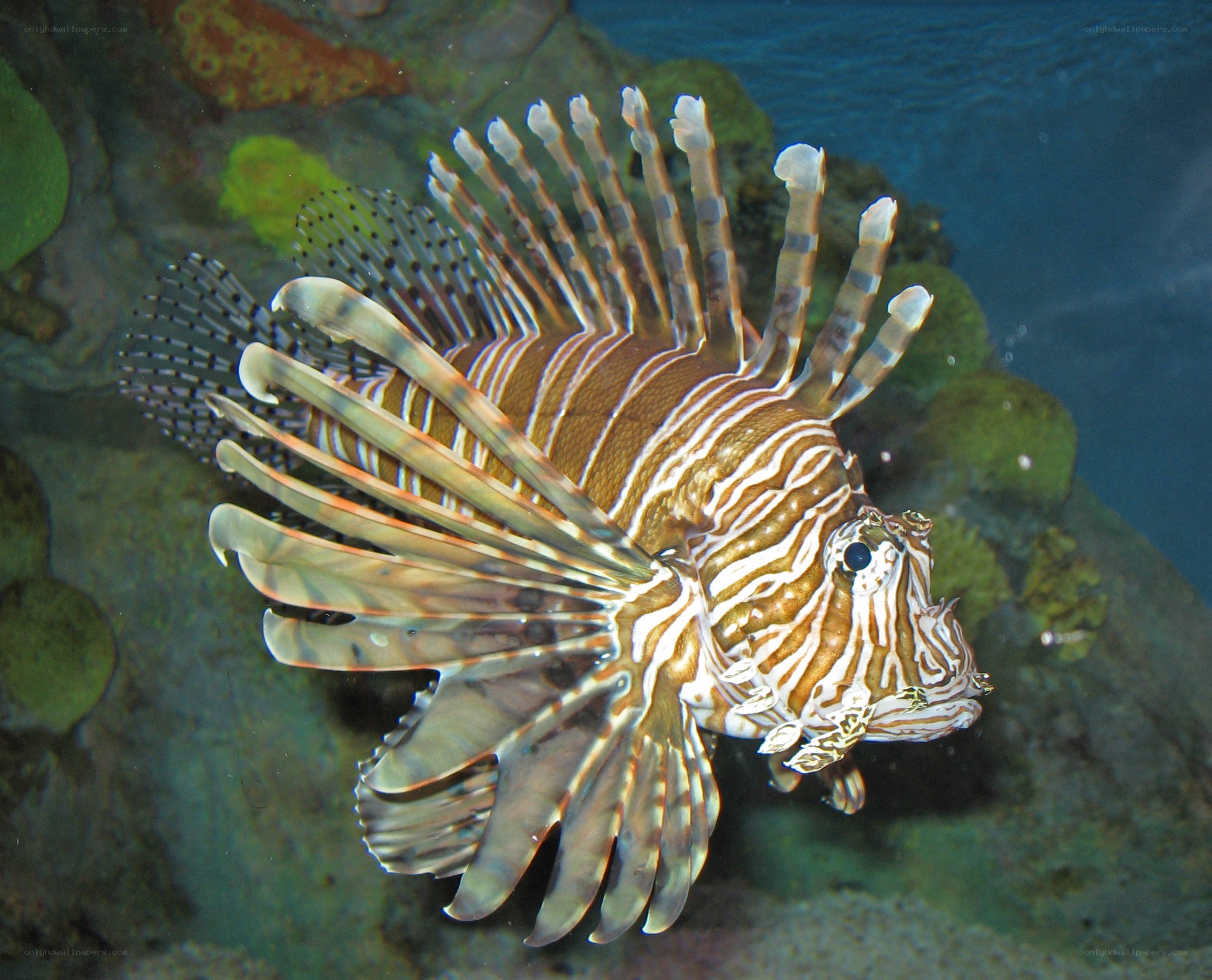 Lionfish in aquarium