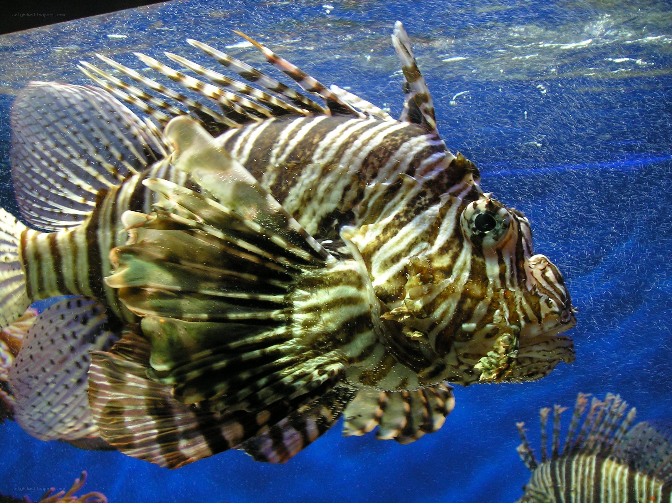 Lionfish in aquarium