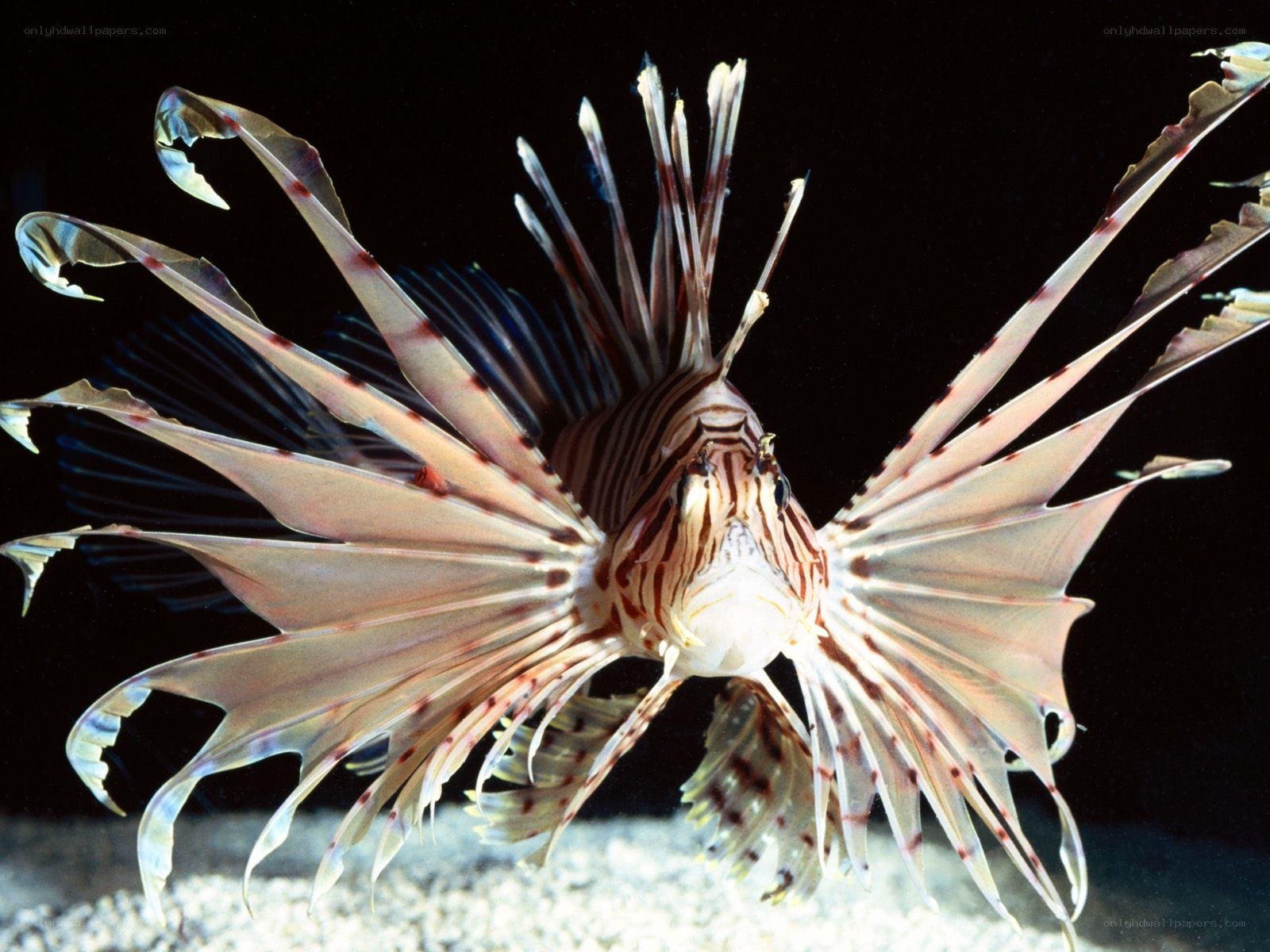 Lionfish in aquarium