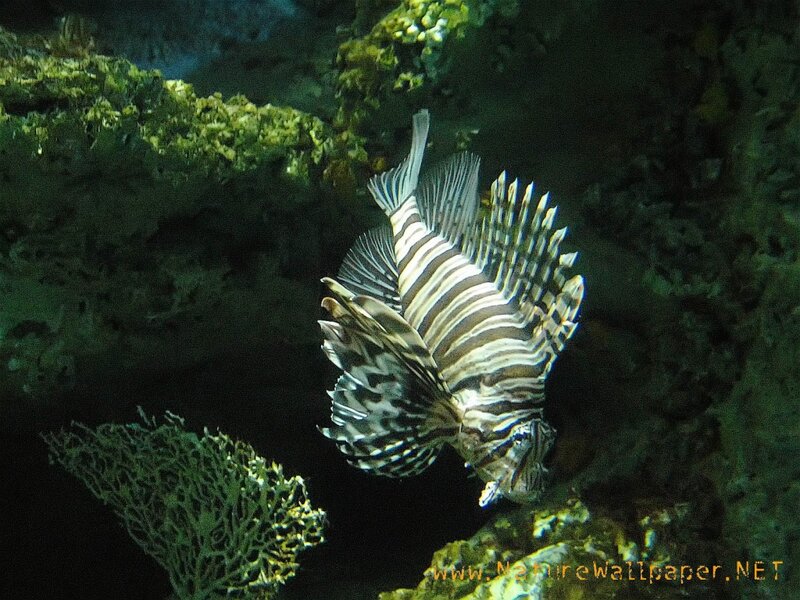 Lionfish in Aquarium — Black