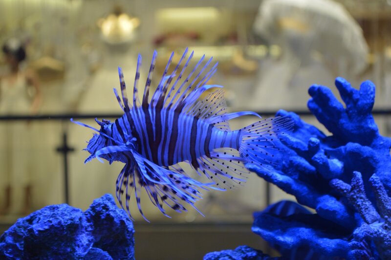 Lionfish in Aquarium — Blue