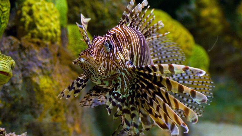 Lionfish in Aquarium — Brown, Calm, Photograph, Coral