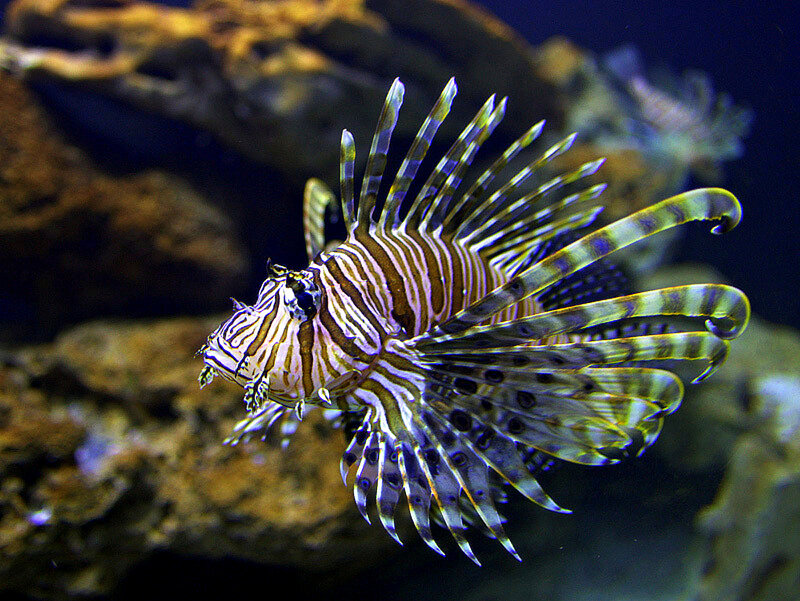 Lionfish in Aquarium — Brown, Calm, Photograph