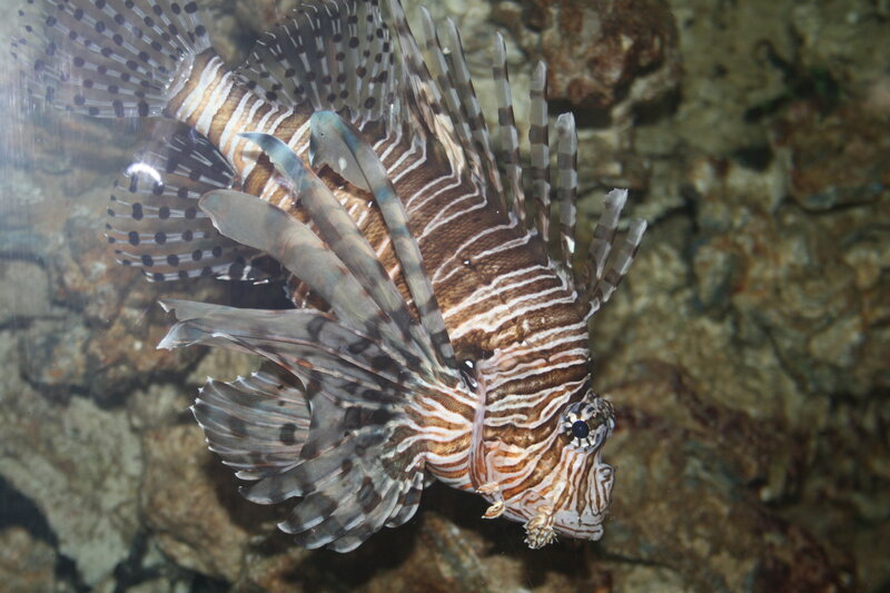 Lionfish in Aquarium — Brown, Calm