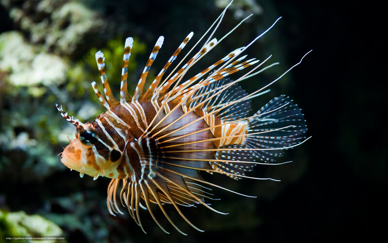 Lionfish in Aquarium — Brown, Dramatic, Photograph