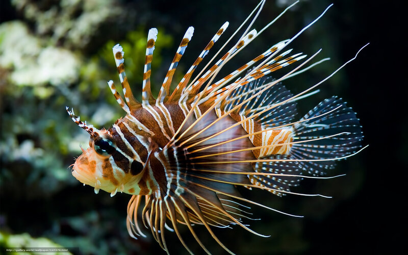Lionfish in Aquarium — Brown, Dramatic