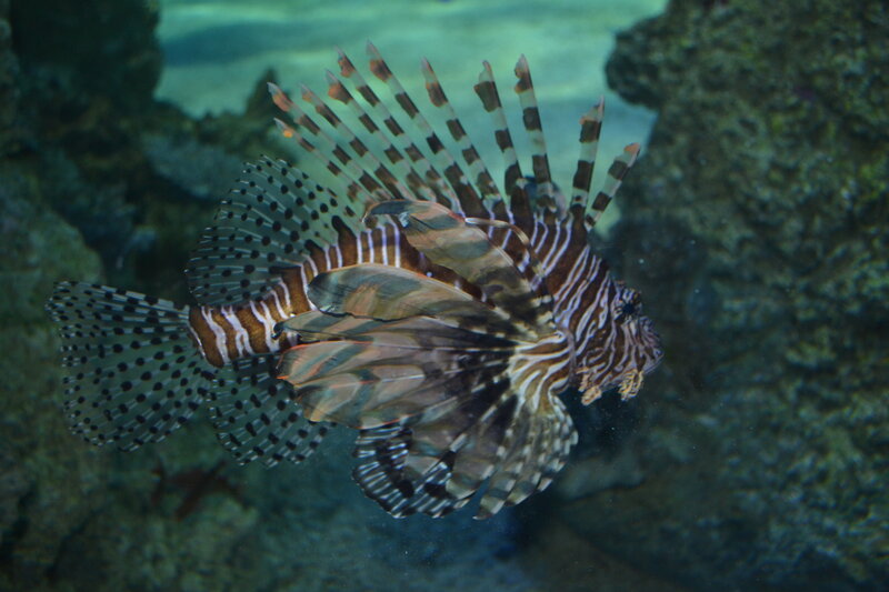 Lionfish in Aquarium — Brown