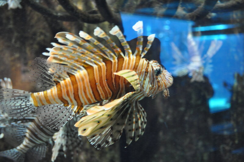 Lionfish in Aquarium — Orange