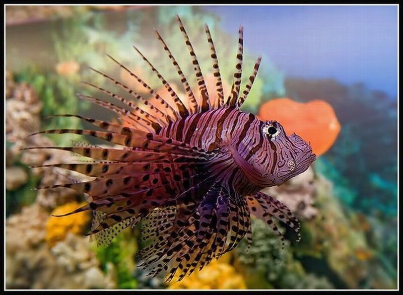 Lionfish in Aquarium — Purple