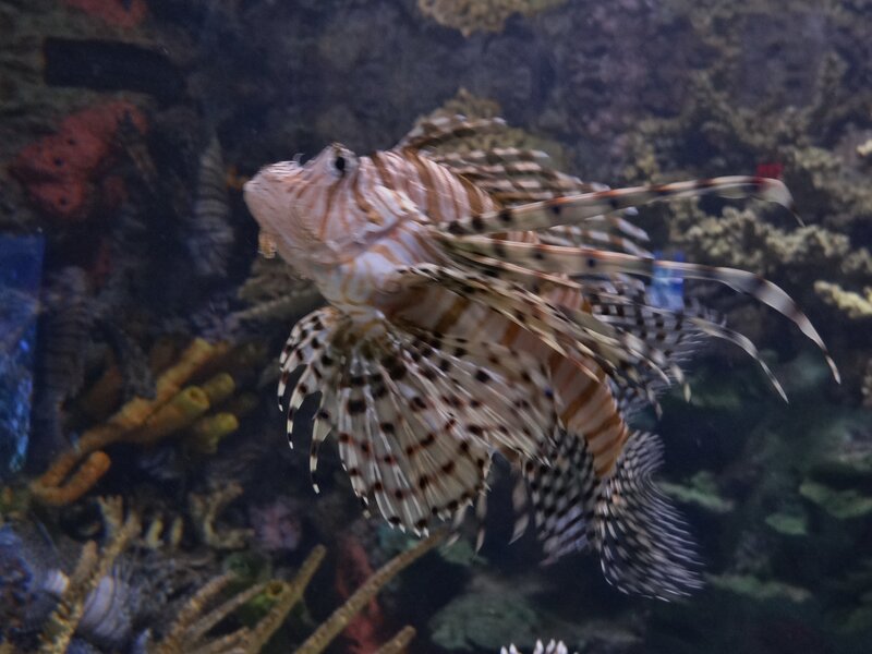 Lionfish in Aquarium — White