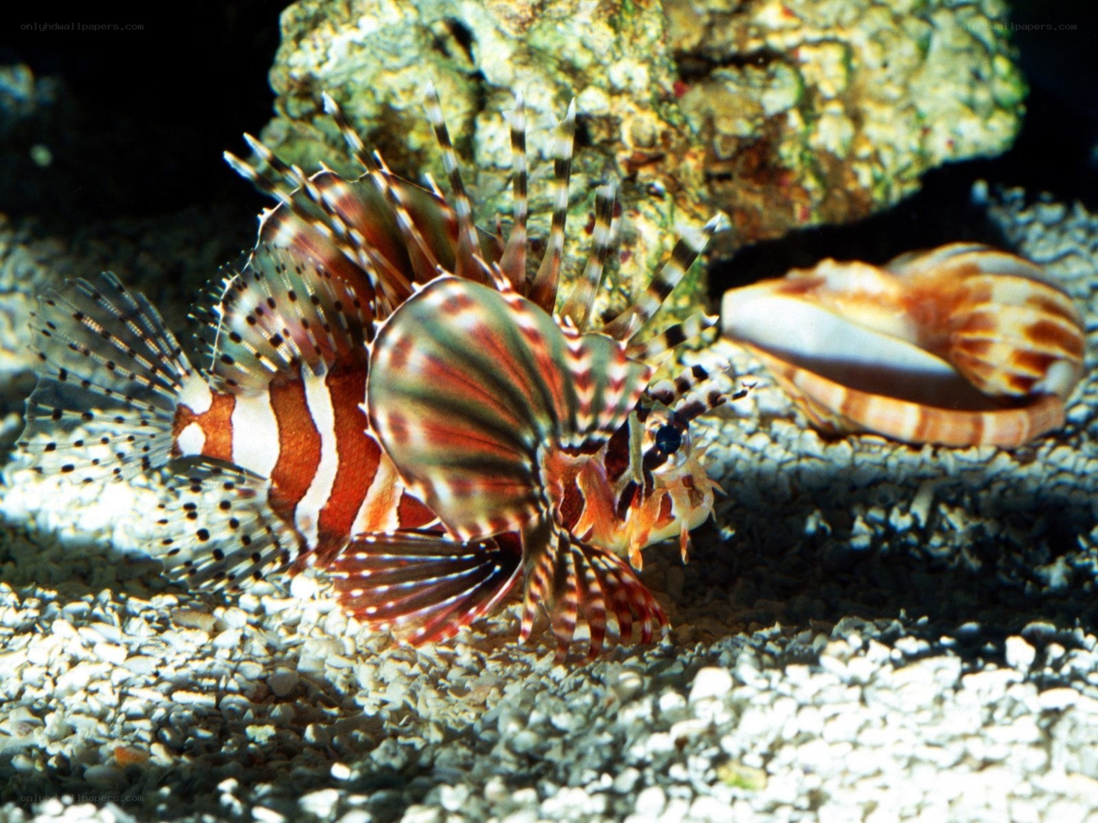 Lionfish in aquarium