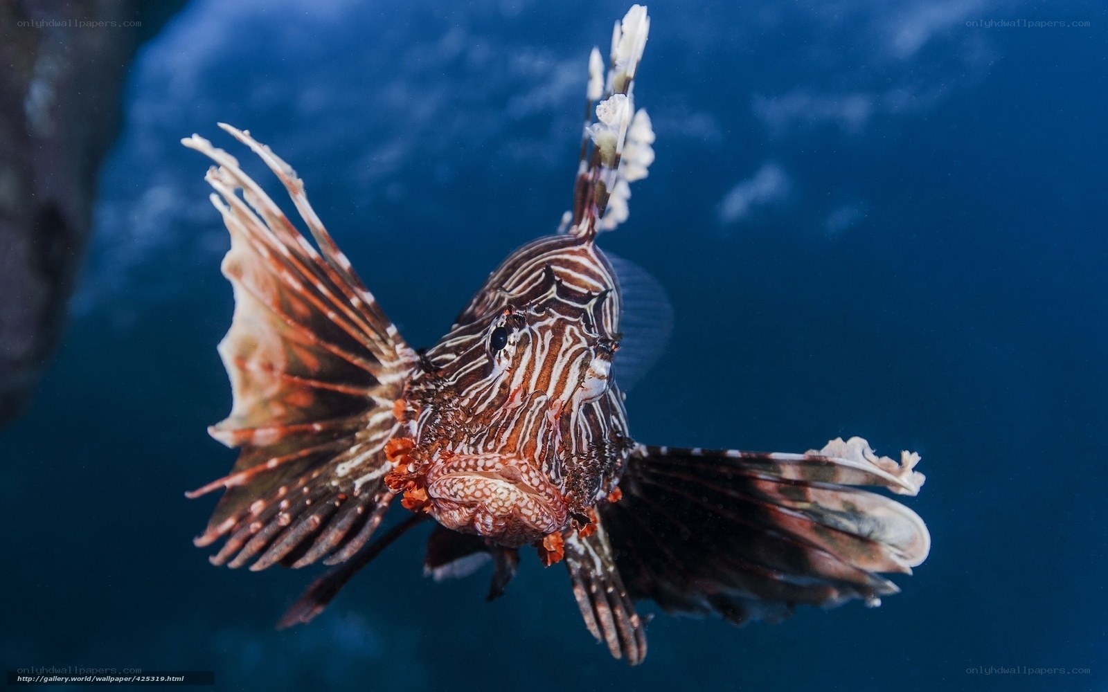 Lionfish in blue water