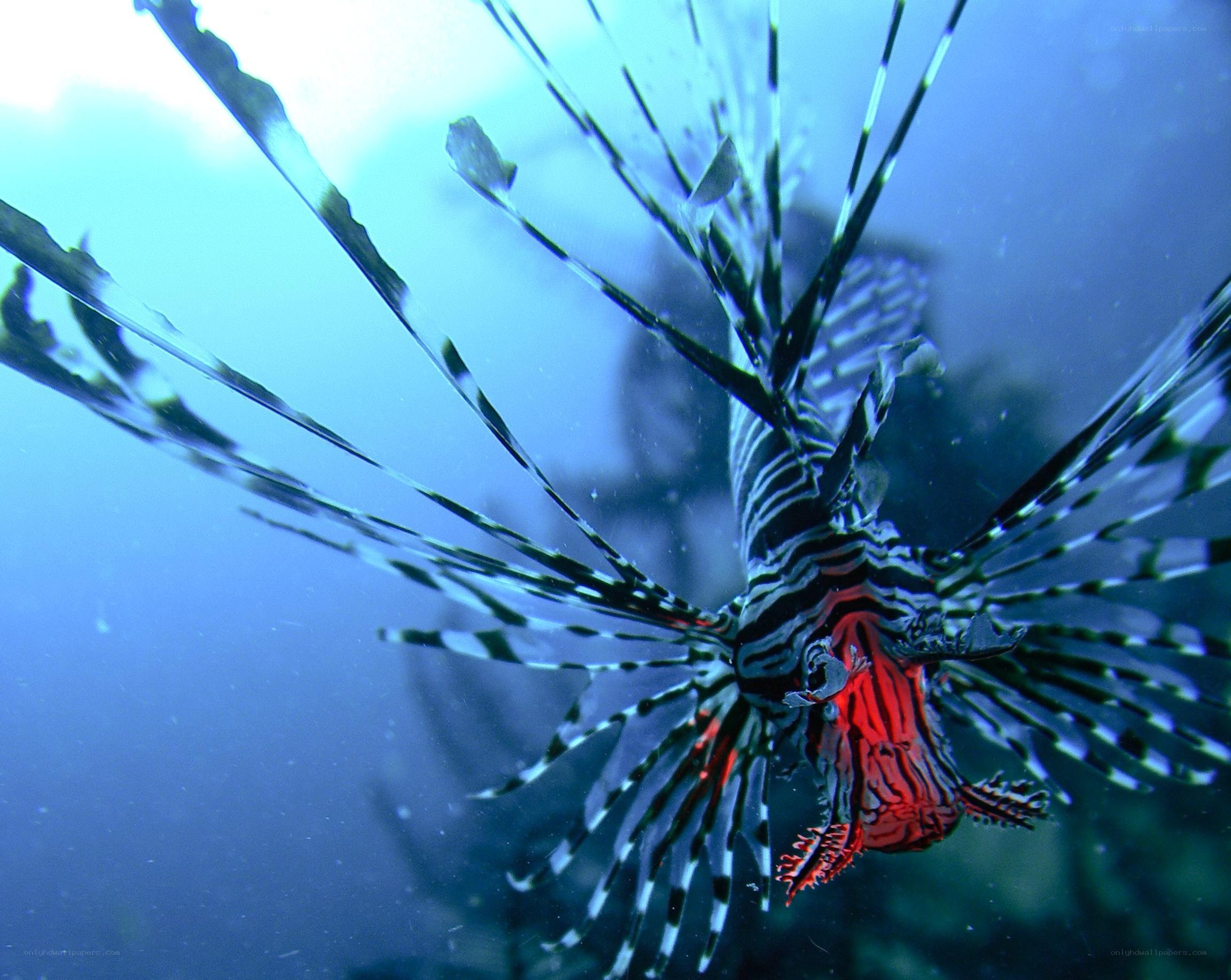 Lionfish in blue water