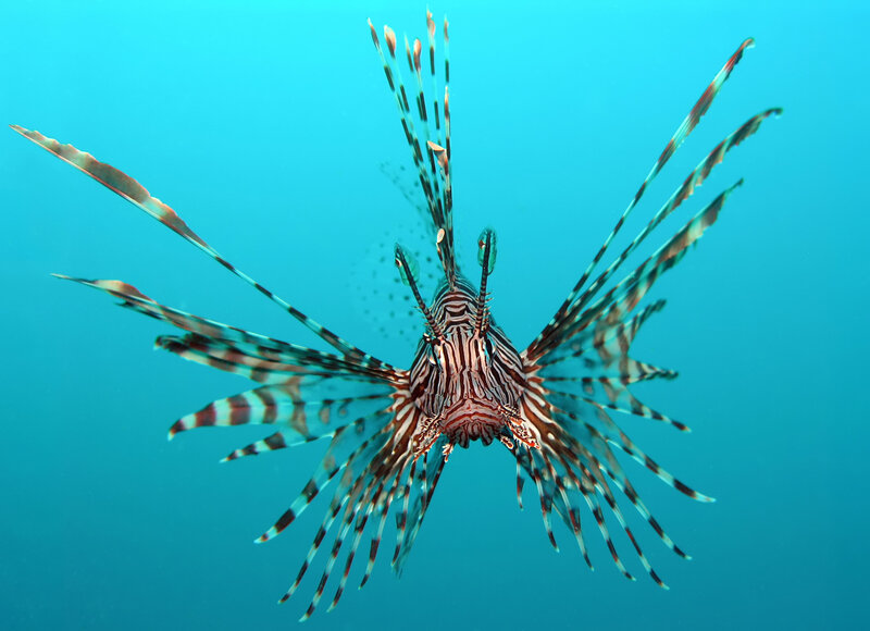 Lionfish in Blue Water — Calm, Photograph