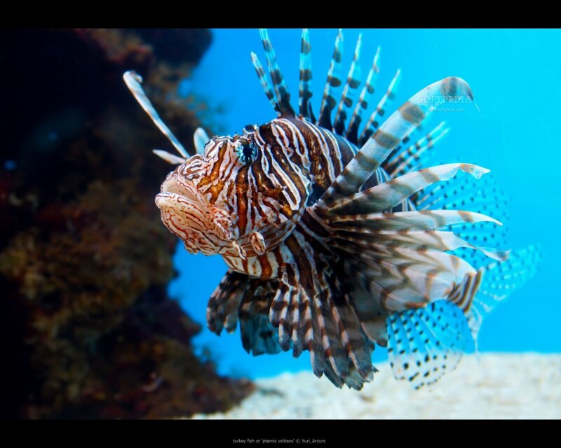 Lionfish in Blue Water — Calm