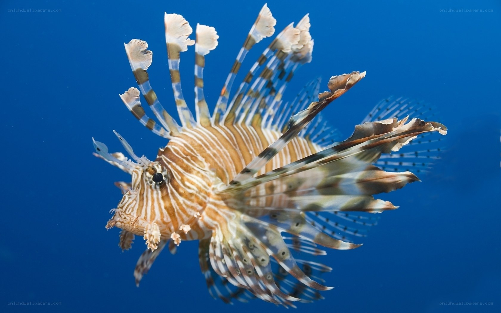 Lionfish in blue water