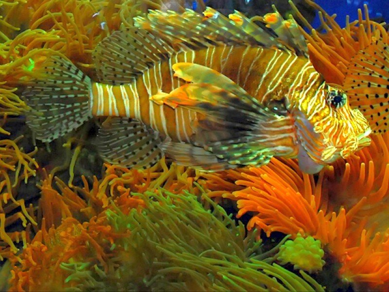 Lionfish in Coral — Orange