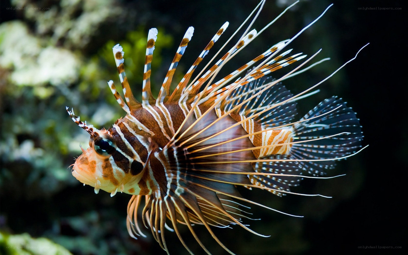 Lionfish in coral reef