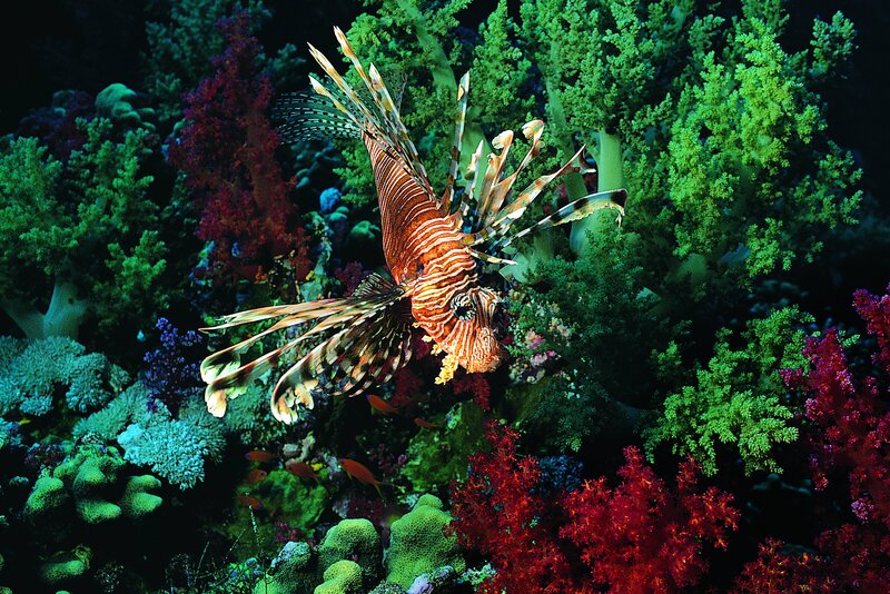 Lionfish in coral reef